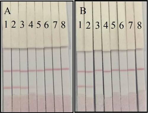 Figure 5. The sample analysis with lateral-flow ICA strip. (A) Energy drink sample: (1) ultrapure water; (2) 6400 times dilution; (3) 3200 times dilution; (4) 1600 times dilution; (5) 800 times dilution; (6) 400 times dilution; (7) 200 times dilution; (8) 100 times dilution. (B) Compound vitamin B tablet sample: (1) ultrapure water; (2) 6400 times dilution; (3) 3200 times dilution; (4) 1600 times dilution; (5) 800 times dilution; (6) 400 times dilution; (7) 200 times dilution; (8) 100 times dilution.