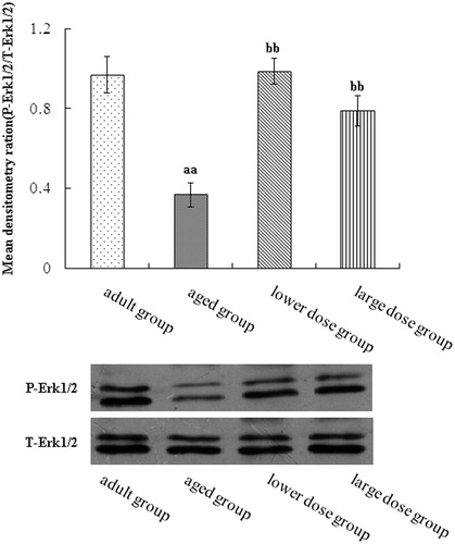 Figure 5. Western blot analysis of phosphorylation ERK expression in hippocampus tissue. Compared with aged rats, treatment with 80 mg/kg/day and 160 mg/kg/day DHA 50 days significantly increased the levels protein expression of phosphorylation of EEK. The quantity of the applied protein was normalized by Western analysis with anti-total ERK (n = 5). aap < 0.05 versus aged group. bbp < 0.01, DHA treatment group versus aged group. n = 5 in each group.