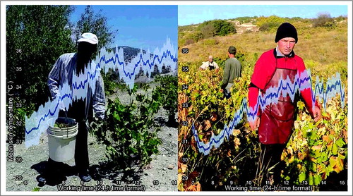 Figure 5. Fluctuation in mean skin temperature (mean ± sd) of the studied workers across the 8-h work shifts (local Cyprus time) during the summer (left pane) and the autumn (right pane) study periods. The background images illustrate the same worker picking grapes during the summer (left) and the autumn (right). Seasonal comparisons demonstrated significant differences (p < 0.05) during the majority of the work shift time.