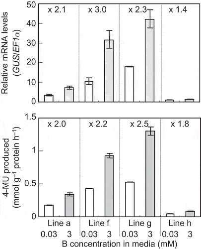 Figure 4 Response of β-glucuronidase (GUS) mRNA and GUS activity in the transgenic Arabidopsis thaliana expressing GUS under the control of the BOR4 promoter upon high boron (B) treatment. Four independent transgenic A. thaliana lines carrying ProBOR4-GUS (Lines a, f, g and h) were first grown in the solid media containing 0.03 mM boric acid for 7 d, and were transferred to the media supplied with 0.03 or 3 mM boric acid. Then they were incubated for 3 d, and mRNA levels of the GUS gene and GUS activities were determined in the roots. mRNA levels of GUS were standardized by the levels of elongation factor 1α transcript. The values shown are those relative to the mean value of Line h under 0.03 mM boric acid, which was defined as 1. GUS activities are shown as production of 4-MU (mmol g−1 protein h−1). Means ± standard deviation (SD) are shown (n = 3, three measurements). Fold changes of mRNA levels or GUS activities under 3 mM boric acid relative to those under 0.03 mM boric acid are shown above the bars in the graph.