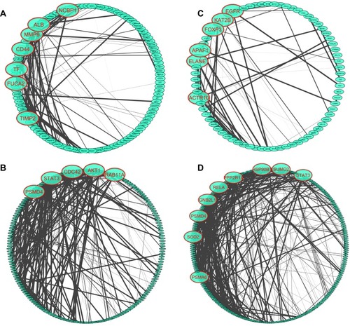 Figure 3 Network analysis of differentially expressed autoantibodies between COPD patients with acute exacerbation and non-COPD smokers. Network of autoantigens whose IgG autoantibodies with higher titers (A) or lower titers (B) in patients with COPD than in non-COPD smokers. Network of autoantigens whose IgM autoantibodies with higher titers (C) or lower titers (D) in patients with COPD than in non-COPD smokers. Top connected autoantigens are highlighted with red cycles.