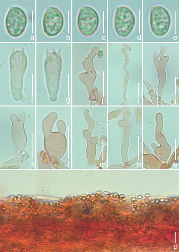 Figure 14. Microscopic features of Crepidotus furcaticystidiosus (holotype). (a–e) Basidiospore. (f–g) Basidia. (h–o) cheilocystidia. (p) Pileipellis. Scale bars: a – e = 5 μm; f – g = 10 μm; h – p = 20 μm.
