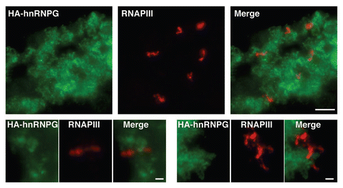 Figure 3 hnRNP G is associated with RNAPII, but not RNAPIII transcripts. Stage IV–V oocytes were injected with in vitro made transcripts coding for HA-hnRNP G. Nuclei were isolated 18 hours later for nuclear spread preparations, and the newly made HA-hnRNP G protein was detected using the mAb 3F10 antibody (green). The sites of transcription by RNAPIII were also defined on nuclear spreads using an antibody directed against RPC53 (red), one of the specific subunits of RNAPIII. A narrow region of one LBC (top three panels; scale bar is 5 µm) as well as magnified views of two distinct RNAPIII loops (the six bottom panels; scale bars are 1 µm) are presented. Most chromosomal loops were labeled with mab 3F10 (green), while only a small number of RNAPIII loci (in red) were observed.