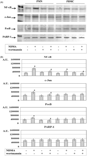 Figure 2. Expression of NF-κB, c-Jun, and FosB in PMN and PBMC. PMN (left four columns) and PBMC (right four columns) were treated with or without wortmannin (0.1 µM) for 1 h before addition of NDMA (0.74 µg/µl). (a) The nuclear fractions obtained from those cells were used to detect for NF-κB, c-Jun, and FosB protein levels by Western blot analyses. Results shown are representative of five independent experiments. (b) Band intensity was quantified using ImageJ software and expressed in Arbitrary Units. Value significantly different between * cells without and with NDMA (p < 0.05) or # NDMA-treated pre-incubated with or without inhibitor (p < 0.05).