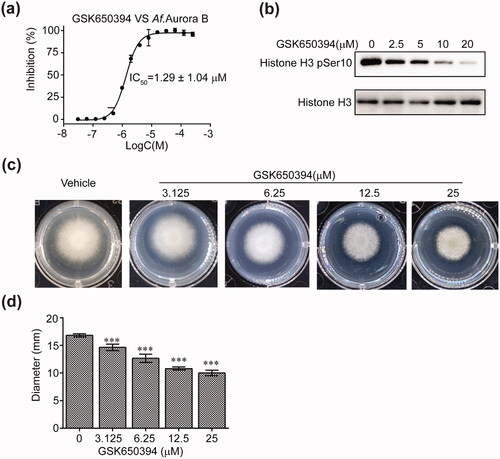 Figure 4. GSK650394 inhibits the growth of Aspergillus fumigatus. (a) Inhibition of GSK650394 on the ATPase activity of recombinant Af.Aurora B. The values were normalised to ATP-only control set as 100% inhibition. Values are means ± SD, n = 3. (b) Western blot analysis of histone H3 phosphorylation by the recombinant Af.Aurora B in the absence or presence of GSK650394. The immunoblots are representative of two independent experiments. (c) Effect of GSK650394 on the growth inhibition of Aspergillus fumigatus by using the plate assay. (d) Quantification of the diameters of Aspergillus fumigatus clonies in (c). Values are means ± SD, n = 3. ***P < 0.001 vs. vehicle.