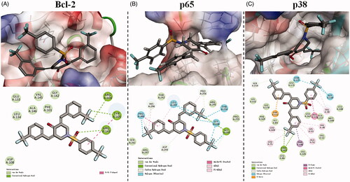 Figure 6. 3D model and 2D model of the interaction between simulated BAP 16 and the active site of Bcl-2 (A), p65 (B), and p38 (C) proteins.