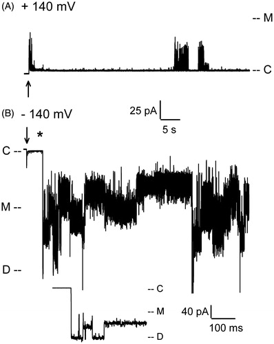 Figure 2. Patch-clamp recordings of WT PapC activity at high membrane potentials. (A) At positive voltages, the channel shows a mixture of spontaneous transitions of small and large conductance. (B) The application of high negative voltage (−140 mV) triggers the simultaneous displacement of the plugs from both pores of the usher dimer. The asterisk (*) denotes the region that is expanded below the trace for better viewing of the short-lived transition to the dimeric current level. ‘C’ indicates the current level in the closed state of the usher, ‘M’ the monomeric level of conductance, and ‘D’ the dimeric level of conductance. The arrow marks the time at which the voltage was applied.