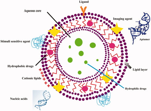 Figure 1. Illustration of multifunctional liposomes.
