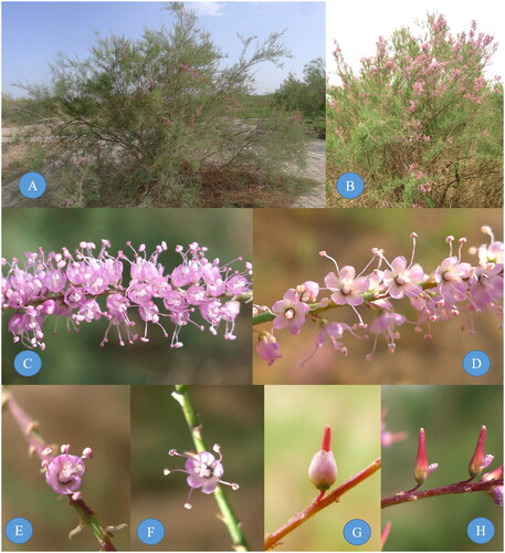 Figure 1. The individual, raceme, flower and capsule photograph of T. arceuthoides (B, D, F, and H) and T. ramosissima (A, C, E, and G), photo by Xiyong Wang at Turpan Eremophytes Botanical Garden. Main identifying traits: When T. ramosissima flowers, the petals are completely open, and the petals do not persist at fruit stage, but fall off directly and T. arceuthoides flowers cup shaped when flowering, petals persistent in fruit, attached to the base of the fruit.