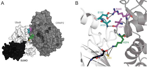Figure 1. Computational model of CRMP2-Ubc9 interaction identifies two major contact sites. The crystal structure of RanGAP1 with Ubc9–SUMO2 (PDB: 5d2m [Citation19]) was used as a structural template, in which RanGAP1 was substituted by CRMP2 (PDB: 2gse [Citation20]). CRMP2 residue K374, SUMOylated by Ubc9, was used as an anchor to refine the complex using molecular minimization with the Schrodinger suite. A. Surface representation of the tripartite interaction between CRMP2 (gray), Ubc9 (white) and SUMO2 (black). B. Close-up view of CRMP2’s SUMOylation site (K374, green) interacting with the active site cysteine reside (C93, yellow) of Ubc9 and the SUMO2 dipeptide Gly-Gly (black). The modeling identified two major interactions between CRMP2 and Ubc9: (i) R440 of CRMP2 (purple) forms a salt bridge with E132 of Ubc9 (turquoise), (ii) V371 of CRMP2 (purple) interacts with A131 of Ubc9 (turquoise).