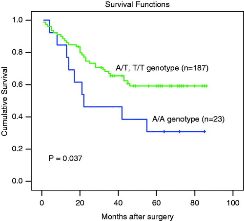 Figure 1.  Overall survival curves according to genotype of the IL-8-251 polymorphism in gastric carcinoma patients. Significant differences were observed between the A/A genotype and A/T & T/T genotype groups.