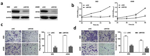 Figure 4. Functions of MYO6 knockdown in the regulation of NSCLC cell proliferation, migration and invasion. 95D and A549 cells were transfected with siMYO6 or siNC, respectively. (a) Western blot analysis was performed to analyze the protein level of MYO6. (b) Cell proliferation was evaluated by CCK-8 assay. (c) The cell migration and (d) invasion capability of 95D and A549 cells was measured using Transwell assays. Data are presented as the mean value ± SD from triplicate experiments. ***p < 0.001 vs. siNC.