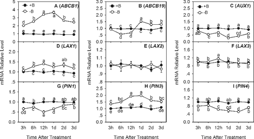 Figure 5. Quantitative real-time PCR analysis of IAA transport genes in trifoliate orange root tips: ABCB1 (a), ABCB19 (b), AUX1 (c), LAX1 (d), LAX2 (e), LAX3 (f), PIN1 (g), PIN3 (h) and PIN4 (i).