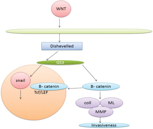 Figure 4. Wnt and b-catenin pathway leading to EMT.