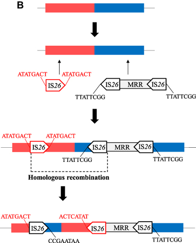 Figure 1 Continued.