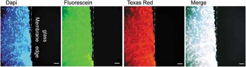 Figure 8. The high fluorescence background of membranes used in IC.