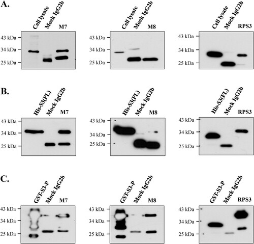 Figure 7. Identification of immunoprecipitation of mAbs in various proteins. The possibility of immunoprecipitation of mAbs M7 and M8 was confirmed through immunoprecipitation assay. (A) To confirm immunoprecipitation, HT1080 cell lysate, (B) and (C) were bacterial cells recombinant protein (His-S3 (FL), GST-S3-P) was performed. The mAbs M7, M8, and mock IgG2b were cross-linked to protein A-Sepharose beads (GE Healthcare) with cell lysis buffer (50 mM Tris-HCl, pH 7.4, 150 mM NaCl, 1% Triton X-100, 0.5% Sodium deoxycholate, 0.1% SDS, 2 mM EDTA). Immunoprecipitated proteins were analyzed by SDS-PAGE and western blotting. Commercial anti-rpS3 monoclonal antibody (RPS3) was used as a positive control.