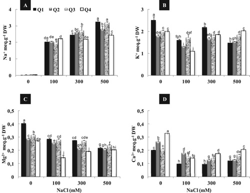 Figure 3. Effect of different NaCl concentrations (0, 100, 300 and 500 mM) on root Na+ (A), K+ (B), Mg2+ (C) and Ca2+ (D) content of four quinoa genotypes after 2 weeks of treatment. Means of six replicates ± SE. Bars with similar letters are not different at P < 0.05 according to Duncan’s multiple range test at 95%.