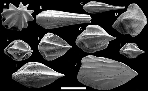 Figure 8. A. possible head scale of Thelodus parvidens; specimen NRM-PZ C6046 from G03-345LJ. B–C. pinnal scales probably of Loganellia; NRM-PZ C6047–6048 from G02-139LJ. D–I. traquairiform scales; D–E. NRM-PZ C6049–6050 from G04-738LJ; F. NRM-PZ C6051 from A889SF; G. GIT 791–3 from ID115822; H. NRM-PZ C6052 from G00-86LJ; I. NRM-PZ 6053 from G03-345LJ. J. Thelodontida gen. et sp. indet.; NRM-PZ C6054 from G00-26LJ. All in external view with forward facing left. Scale bar equals 200 μm.