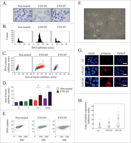 Figure 1. Senescent-like phenotype of ETO-treated PA-1 cells. PA-1 cells were treated with 8 µM ETO for 20 h before being replaced with fresh media. (A-D) DNA content and nuclear area were assessed using toluidine blue staining at indicated time points. (A) Images of toluidine blue stained nuclei at indicated time points. (B) Histograms of DNA content were produced and used to determine the cell cycle stage of individual cells. (C) Dot-plots of DNA content versus nuclei area with each cell colored according to cell cycle stage as determined by DNA content histograms: G1 (blue); S phase (green); G2 (red); purple (polyploid). A statistically significant difference in nuclear size between treated and non-treated cells was observed in G2 and polyploid fractions (*p < 0.05, n = 3 ). (E) Granularity of cells (SSC) was measured at indicated time points by flow cytometry. (F) Phase contrast microscopy of PA-1 cells displaying a flattened morphology. (G) Immunofluorescence staining for p16ink4a (red) and counterstained with DAPI at indicated time points demonstrating an increase in p16ink4a following ETO treatment. (H) Quantification of p16ink4a expression determined in individual cells by image cytometry displayed as a box plot showing its increase after ETO treatment. Images are representative for at least 3 individual experiments.