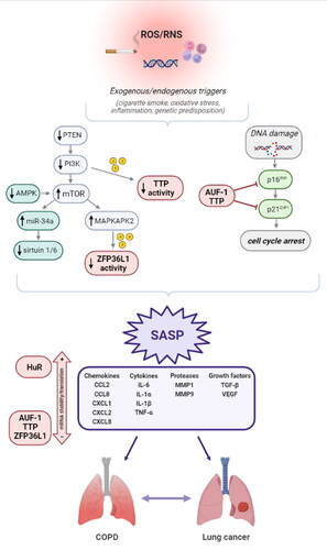 Figure 1. Involvement of RBPs in senescence-associated secretory phenotype (SASP).Exogenous (cigarette smoke) and endogenous (ROS/RNS, inflammation, genetic predisposition) factors trigger changes in cellular phenotypes regulated by transcriptional and post-transcriptional events, coordinated by stress-induced signaling pathways. Exemplary of post-transcriptional events, mTOR activation via PI3K signaling leads to the inhibition of sirtuin-1 and sirtuin-6 through miR-34a upregulation, along with the downregulation of mRNA degrading activity of the RBP ZFP36L1 via MAPKAPK2-mediated phosphorylation. PI3K signaling also acts as inhibitor of the RBP TTP. DNA damage induced by stress conditions results in cell cycle arrest as a consequence of the activation of cyclin-dependent kinase inhibitors p16INK and p21CIP1, negatively regulated by the RBPs AUF-1 and TTP.Upon these conditions, targeted cells acquire SASP resulting in the secretion of multiple inflammatory cytokines, chemokines, proteins, growth factors vastly regulated by RBPs (short-listed in the figure), though complex changes in mRNA stability and translation. Among the RBPs characterized in these processes, HuR has been reported to act globally as a positive regulator while AUF-1, TTP and ZFP36L1 generally decrease mRNA stability. AUF-1 has also regulatory roles in transcription. Dysregulation of SASP factors leads to the development of COPD and lung cancer. See discussion [Citation52, Citation53]. Created with BioRender.com.Abbreviations: AMPK: AMP-activated protein kinase; AUF-1: AU-rich element binding factor 1; CCL: C-C motif ligand; COPD: chronic obstructive pulmonary disease; CXCL: C-X-C motif ligand; HuR: human antigen R; IL: interleukin; MAPKAPK2: mitogen-activated protein kinase-activated protein kinase 2; miR: microRNA; MMP: matrix metalloproteinase; mTOR: mechanistic target of rapamycin; PI3K: phosphatidylinositol 3-kinase; PTEN: phosphatase and TENsin homolog; RBP: RNA binding protein; ROS: reactive oxygen species; RNS: reactive nitrogen species; SASP: Senescence-associated secretory phenotype; TGF: transforming growth factor; TNF: tumor necrosis factor; TTP: tristetraprolin; VEGF: vascular endothelial growth factor A; ZFP36 L1 Zinc finger protein 36 -like 1.