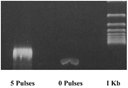 Figure 1. Gel electrophoresis of DNA extracted from Jurkat cells right after the application of a nsPEF protocol (60 kV/cm, 60 ns, 5 pulses). Figure 3 extracted from the article "Differential effects in cells exposed to ultra-short, high-intensity electric fields: cell survival, DNA damage, and cell cycle analysis", journal Mutation Research/Genetic Toxicology and Environmental Mutagenesis Volume 542, Issues 1–2, 9 December 2003, Pages 65–75. Reproduced with permission.