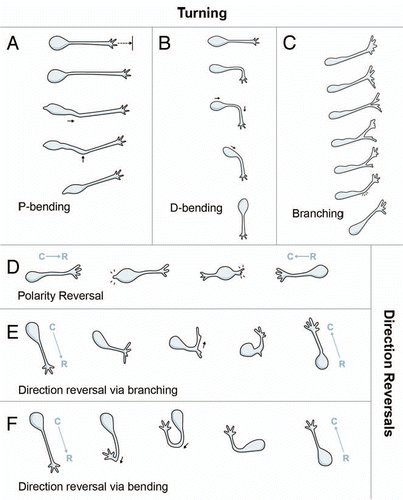 Figure 2 Schematic showing types of turning and direction reversals. (A) P-bending is characterized by a bend in the leading process close to the soma, followed by nucleokinesis and reorientation of the cell's long axis. (B) Turning via D-bending is associated with bending of the leading process closer to the lamellipodium. (C) Branching frequently occurs at the lamellipodium and is characterized by retraction of the less dominant branch leading to a subtle shift in direction. (D) Polarity reversal involves generation of a new process on the opposite pole from the direction of migration. (E and F) Direction reversals via branching and bending are defined by successive iterations of these behaviors. Blue arrows point to the direction of migration. C, caudal; R, rostral.