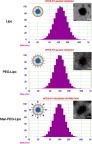 Figure 2 Particle size distribution and morphology of Lipo, PEG-Lipo, and Man-PEG-Lipo. Scale bar =100 nm.Abbreviations: Lipo, liposomes; PEG-Lipo, PEGylated liposomes; Man-PEG-Lipo, mannosylated liposomes.