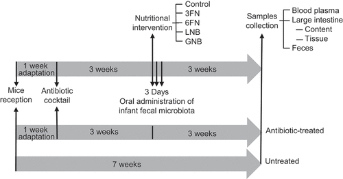 Figure 1. Schematic representation of the experimental design. n = 5 mice in each group: untreated, antibiotic-treated, control, 3FN (fucosyl-α1,3-GlcNAc), 6FN (fucosyl-α1,6-GlcNAc), LNB (lacto-N-biose) and GNB (galacto-N-biose)
