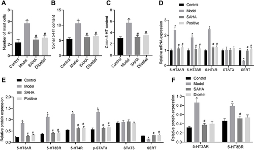 Figure 3 Effect of SAHA on the number of mast colonic cells and the expression of 5-HT signaling pathway-related markers in D-IBS model rats. (A) The number of mast cells in the colon tissues of rats detected by toluidine blue staining; (B) Determination of 5-HT content in the colon tissues of rats in each group by ELISA; (C) Determination of 5-HT content in the spinal cord tissues of rats in each group by ELISA; (D) mRNA expression of 5-HT3AR, 5-HT3BR, 5-HT4R, SERT and STAT3 in the colon tissues of rats in each group detected by qRT-PCR; (E) Expression of 5-HT3AR, 5-HT3BR, 5-HT4R, SERT, and STAT3, along with the phosphorylation level of STAT3 in the colon tissues of rats in each group detected by Western blot analysis; (F) Expression of 5-HT3AR and 5-HT3BR in the spinal cord tissues of rats in each group detected by Western blot analysis. The measurement data is represented as mean ± standard deviation. One-way analysis of variance with Tukey’s post-hoc test was used to compare data among multiple groups. *p < 0.05 compared with the control group; #p < 0.05 compared with the model group. N = 6 for rats in each group.