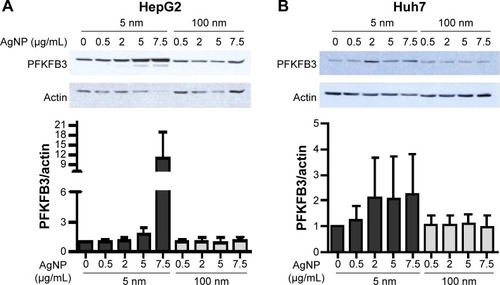 Figure 4 Protein levels of PFKFB3 in hepatoma cells treated with AgNPs.Notes: HepG2 (3×105/mL, A) and Huh7 cells (2×105/mL, B) were treated with the indicated concentrations of 5 or 100 nm AgNPs for 3 hours. PFKFB3 expression was analyzed by Western blotting. A representative blot is shown and the normalized band intensity is displayed. Data are shown as the mean ± standard deviation of five independent experiments.Abbreviations: AgNPs, silver nanoparticles; PFKFB3, 6-phosphofructo-2-kinase/fructose-2,6-biphosphatase 3.