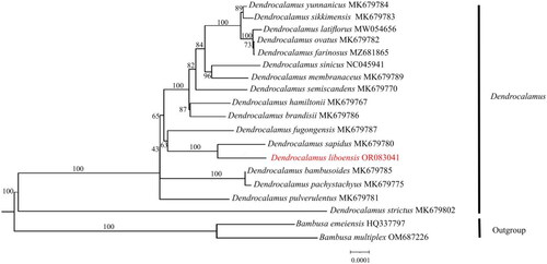 Figure 3. Maximum-likelihood(ML) phylogenetic tree of 19 species by IQtree based on complete chloroplast genomes, with Bambusa emeiensis HQ337797 (Zhang et al. Citation2011) and Bambusa multiplex OM687226 as outgroups. The phylogenetic tree was constructed using the maximum-likelihood method (ML) and bootstrap was performed 1000 times. Numbers on the nodes represent the bootstrap support values. The red fonts represents the assembled plastome sequence in this study. The following sequences were used: Dendrocalamus bambusoides MK679785 (Liu et al. Citation2020), Dendrocalamus birmanicus MK679772 (Liu et al. Citation2020), Dendrocalamus brandisii MK679786 (Liu et al. Citation2020), Dendrocalamus farinosus MZ681865, Dendrocalamus hamiltonii MK679767 (Liu et al. Citation2020), Dendrocalamus latiflorus MW054656(Liu et al. Citation2020), Dendrocalamus membranaceus MK679789 (Liu et al. Citation2020), Dendrocalamus fugongensis MK679787 (Liu et al. Citation2020), Dendrocalamus ovatus MK679782 (Liu et al. Citation2020), Dendrocalamus pachystachyus MK679775 (Liu et al. Citation2020), Dendrocalamus pulverulentus MK679781 (Liu et al. Citation2020), Dendrocalamus sapidus MK679780 (Liu et al. Citation2020), Dendrocalamus semiscandens MK679770 (Liu et al. Citation2020), Dendrocalamus sikkimensis MK679783 (Liu et al. Citation2020), Dendrocalamus sinicus NC045941 (Wang et al. Citation2019), Dendrocalamus strictus MK679802 (Liu et al. Citation2020), Dendrocalamus yunnanicus MK679784 (Liu et al. Citation2020). Undescribed citations in the legend indicate that the citations have not been published.