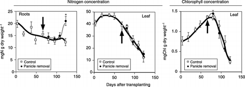 Figure 2  Successive changes in root and leaf nitrogen concentration and in the chlorophyll concentration in green leaves of plants with the panicle removed and control plants (no treatment). Arrows indicate the date of panicle removal. Bars indicate standard error. An asterix above the bar indicates that the difference between the control and the panicle removal treatment is significant using a t-test (P < 0.05).