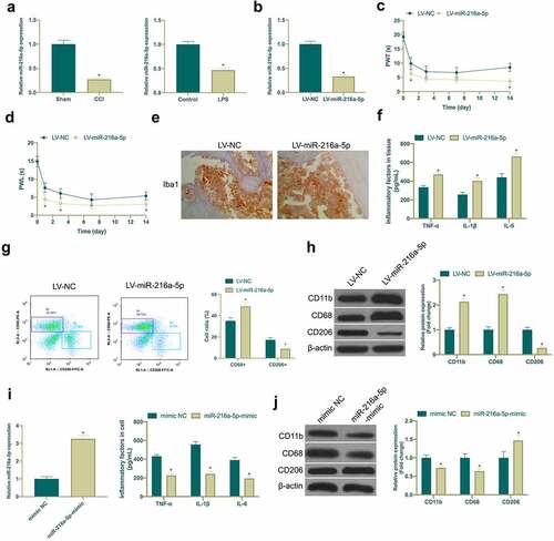 Figure 3. Knocking down miR-216a-5p promotes NP, but overexpressed miR-216a-5p represses it