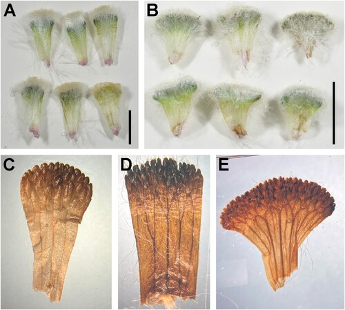 Figure 7. Comparison of leaf characters of Haastia pulvinaris var. pulvinaris (A, C, D) and H. pulvinaris var. minor (B, E); A & B, Adaxial view of leaves from fresh samples. Scale bar = 10 mm; C, Adaxial view of cuneate shaped leaf with indumentum removed; D, Adaxial view of oblong leaf with indumentum removed; E, Adaxial view of flabellate shaped leaf with indumentum removed.