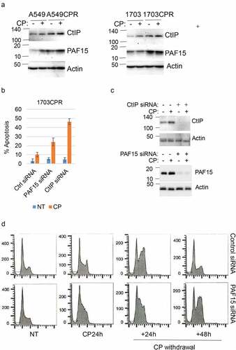 Figure 6. Knockdown of CtIP and PAF15 sensitizes cells to CP. (a) A549/A549CPR and 1703/a703CR cells were treated with vehicle or CP (10 µM) for 24 h. Lysates were immunoblotted for the indicated proteins. (b) 1703CPR cells were transfected with control siRNA (ctrl siRNA) or PAF15 or CtIP siRNA and then treated with vehicle or CP (10 µM) for 72 h. Apoptosis was assessed by determining the percentage of cells with sub-G1 DNA content by flow cytometry. Average (triplicate) % Sub-G1 cells (apoptosis) were presented with SD indicated. There are significant differences between control siRNA and PAF15 siRNA (P = .041) and between control siRNA and CtIP siRNA (P = .000) in CP treated conditions. (c) Lysates were immunoblotted for the indicated proteins. (d) 1703CPR cells were transfected with control siRNA or PAF15 siRNA and then treated with CP (5 µM) for 24 h. The cells were then grown in drug free media for another 48 h. Cells were harvested at the indicated time points and analyzed for cell cycle. Cell cycle histograms are presented.