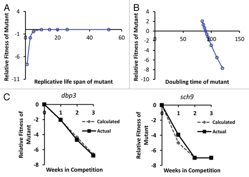 Figure 3 Simulation of the relative importance of growth rate and replicative potential on fitness of yeast cells after 40 wild type cell division cycles. (A) The replicative life span of a mutant has relatively little effect on fitness, except in cases where life span is reduced to less than about 3 generations. Replicative life span for wild type is set at 26 generations. Doubling time for mutant and wild type is defined as equal (90 minutes). (B) Doubling time of the mutant has a relatively large effect on relative fitness. Wild type doubling time is set at 90 minutes. Replicative life span for mutant and wild type is defined as equal (26 generations). (C) Comparison of the in silico predicted relative fitness for dbp3Δ and sch9Δ cells based on experimentally measured replicative life span and doubling time values with the experimentally measured relative fitness of these mutants. Comparisons of the remaining mutants to in silico calculations can be found in Supplemental Figure 1.