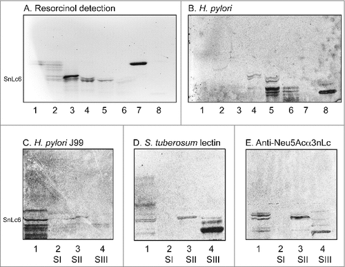 Figure 4. Binding of SabA-expressing H. pylori to acid glycosphingolipid subfractions from human stomach. Thin-layer chromatogram after detection with anisaldehyde (A), and autoradiograms obtained by binding of H. pylori strain J99 (B and C), Solanum tuberosum lectin (D) and monoclonal anti-Neu5Acα3-neolacto antibodies (E). The glycosphingolipids were separated on aluminum-backed silica gel plates, using chloroform/methanol/water 60:35:8 (by volume) as solvent system, and the binding assays were performed as described under "Materials and methods”. Autoradiography was for 12 h. The lanes were on A and B: Lanes 1–6, acid subfractions S1-S6 isolated from human stomach, 4 μg/lane; Lane 7, reference Neu5Acα3-neolactotetraosylceramide (Neu5Acα3Galβ4GlcNAcβ3Galβ4Glcβ1Cer) of human erythrocytes, 4 μg; Lane 8, reference NeuAc-G-10 ganglioside (Neu5Acα3Galβ4GlcNAcβ6 (Neu5Acα3Galβ4GlcNAcβ3)Galβ4GlcNAcβ3Galβ4Glcβ1Cer) of human erythrocytes, 1 μg. The lanes were on C-E: Lane 1, total acid glycosphingolipids of human neutrophils, 40 μg; Lanes 2–4, acid subfractions SI-SIII isolated from human stomach, 1 μg/lane. To allow comparison between the chromatograms in the figures the migration level of NeuAc5α3-neolactohexaosylceramide is indicated by the designation SnLc6.