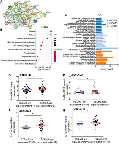 Figure 2 RELMβ regulates inflammatory networks. (A) The online data analysis site STRING was used to analyze the inflammatory networks involved in the regulation of RELMβ expression. (B-C) Results of RELMβ and provocative factor enrichment analysis. (D-G) Correlation of high and low expression of RELMβ mRNA with the expression of the inflammatory factors IL-8 and IL-1β. *p≤0.05.