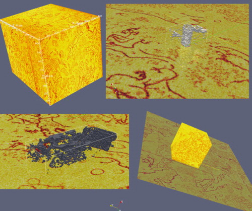 Figure 2: Multiple interactive views of 3D Shewanella data on a high-processor-count server.