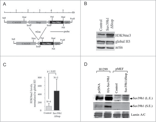 Figure 1. Suv39h1 transgenic mice. (A) Schematic representation of the Suv39h1 transgenic vector. Restriction sites for transgene-cassette excision and DNA gel blotting are indicated. (B) Increased H3K9me3 expression levels in pMEFs obtained from control and Suv39h1ΔStop transgenic mice as determined by western blotting. Antibodies against global histone H3 were used to control for equal loading. (C) Quantification of H3K9me3 levels shown in (B). H3K9me3 levels were normalized to global histone H3 levels. (D) Suv39h1 expression levels in pMEFs derived from control and Suv39h1ΔStop transgenic mice as determined by western blotting using nuclear extracts (pMEFs). Whole cell extracts prepared from H1299 transiently transfected with a control vector (pcDNA) or HA-tagged Suv39h1 (HA-Suv39h1) were loaded to verify specificity of the anti-Suv39h1 antibody. Weak Suv39h1 signals in Suv39h1ΔStop pMEFs are due to low antibody specificity. Arrows indicated specific Suv39h1 band; L.E.: long exposure, SE: short exposure. N = number of different pMEF pool used for each genotype; standard deviations are indicated; a Student's t-test was used to calculate statistical significance.