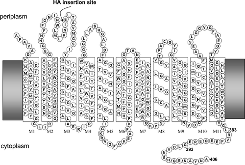 Supplementary Figure 1.  Topology of E. coli AmtB. Position of insertion of haemagglutinin (HA) epitope in some variants is indicated.