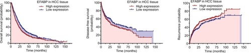 Figure 2 High epidermal fatty acid-binding protein (EFABP) expression is correlated with an unfavorable prognosis in 804 patients with hepatocellular carcinoma (HCC).Notes: Kaplan–Meier analysis showed significant differences in postoperative overall survival between patients with high EFABP expression and those with low EFABP expression (P=0.003). A similar trend was observed in both patient groups when comparing disease-free survival (P=0.021) and the probability of recurrence (P=0.014).