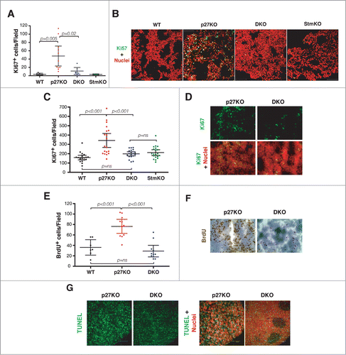 Figure 5. Stathmin is necessary for the hyper-proliferative phenotype of p27 null mouse organs. (A) Graph reports Ki67 positive cells in pituitary glands from 1-year-old C57BL/6 mice of the indicated genotypes. (B) Confocal images of immunofluorescence analysis of Ki67 (in green) and nuclei (in red) in pituitary gland sections from WT, p27KO, DKO and StmKO 1-year-old C57BL/6 mice, using a 40x objective. The merge of the 2 staining is shown. (C) Plot reports Ki67 positive cells in thymuses from 10-weeks-old C57BL/6 mice of the indicated genotypes. (D) Confocal images of immunofluorescence analysis of Ki67 (in green) and nuclei (in red) in thymus sections from p27KO and DKO (10x objective) 10-weeks-old C57BL/6 mice. Bottom panels represent the merge of the 2 staining. (E) Graph reports BrdU positive cells in thymuses from 20-weeks-old FVB mice of the indicated genotypes. (F) Typical images of immunohistochemistry analysis of BrdU expression in thymus sections from p27KO and DKO mice. (G) Confocal images of immunofluorescence analysis of TUNEL positive (in green) and nuclei (in red) in thymus sections from p27KO and DKO (10x objective) 10-weeks-old C57BL/6 mice. Left panels represent the merge of the 2 staining.