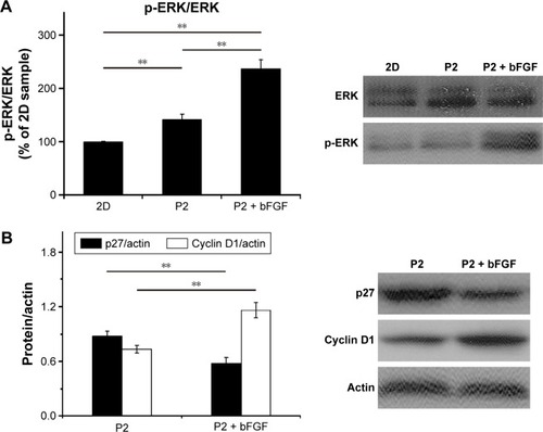 Figure 9 Growth factor signaling after bFGF was encapsulated within the P2 hydrogel.Notes: Western blot analysis of ERK, p-ERK, p27, and cyclin D1 after 2 days of culture and quantitative analysis of the protein levels. Two asterisks (**) indicate a P-value smaller than 0.01 (P<0.01).Abbreviations: 2D, two-dimensional; bFGF, basic fibroblast growth factor; ERK, extracellular signal-regulated kinase; p-ERK, phospho-extracellular signal-regulated kinase; P2, RLDLGVGVRLDLGVGV.