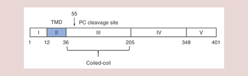 Figure 1. Schematic structure of GOLM1.Based on sequence and structure analyses, region I (cytoplasmic domain), region II (TMD) and region III–V (Golgi lumen domains) are indicated. The amino acid numbers of the positions are indicated.TMD: Transmembrane domain.