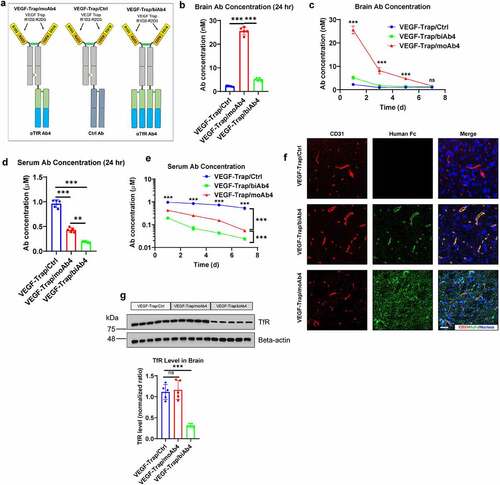 Figure 3. Characterization of VEGF-Trap/αTfR bispecific antibody brain entry. a. Illustration showing the design of bispecific antibodies used in this figure. b. Antibody concentrations in perfused brains 24 hours after the mice were treated with designated antibodies at 20 mg/kg through intraperitoneal injection. c. Antibody concentrations in perfused brains at designated time points after treatment as described in b. d. Antibody concentrations in serum 24 hours after the mice were treated as described in b. e. Antibody concentrations in serum at designated time points after treatment as described in b. f. Immunofluorescent staining of perfused mouse brain tissues 24 hours after treatment as described in b. Scale bar = 20 μm. g. Western blotting showing the level of total TfR in mouse brain lysates 24 hours after treatment as described in b. The Western blotting signals were quantified and shown in a bar graph. For all the animal studies, n = 5 mice per group. Error bars represent mean ± SD. For the statistical analysis, ns = not statistically different, *** P < .001, two-tailed Student t-test.