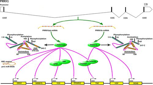 Figure 2 Transcriptional roles of PRRX1 in tumorigenesis.