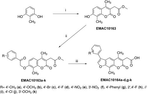 Scheme 1. Synthetic pathway to obtain compounds EMAC10163a-k and EMAC10164a-d, g-k. Reagents, and conditions: (i) dimethyl 2-acetylsuccinate, H2SO4 98%; (ii) acetone, K2CO3, α-haloketone, reflux, 6–24 h; (iii) propan-2-ol, NaOH, reflux 2–5 h.