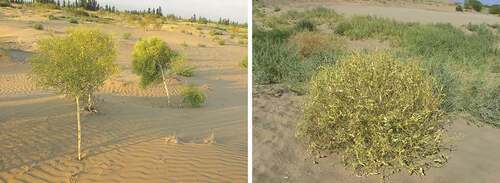 Figure 3. Pugionium cornutum (left) and P. dolabratum (right), native to the deserts of northwest China, estimated to have diverged 0.09–0.23 Mya (Photographic credit: Jianquan Liu).